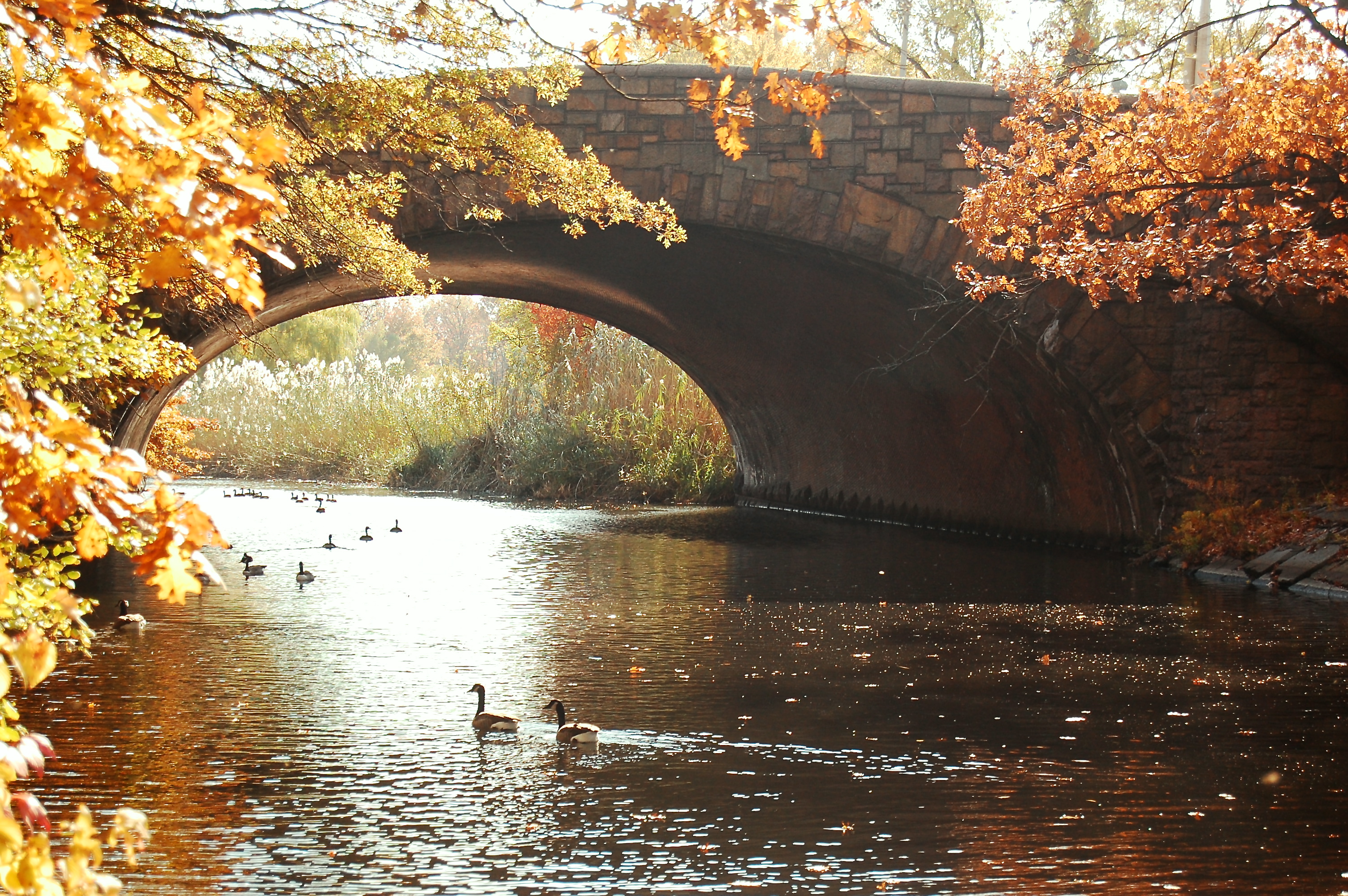 Geese in Fall