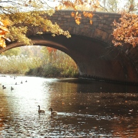 Geese in Fall